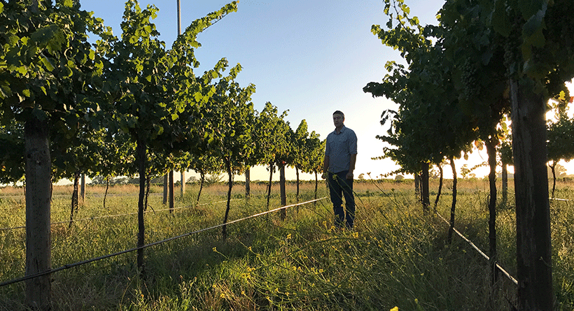 Patrick of Coonawarra vines